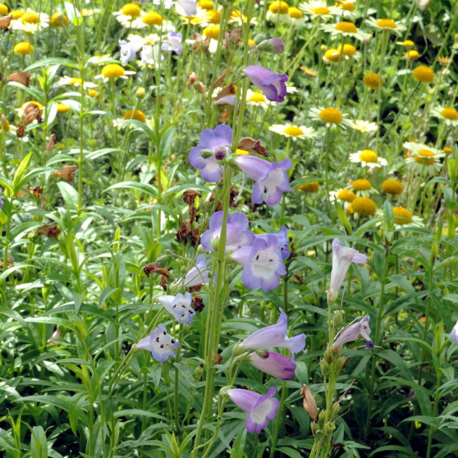 Plantes Vivaces PENSTEMON 'Alice Hindley' - Galane en vente - Pépinière Lepage .