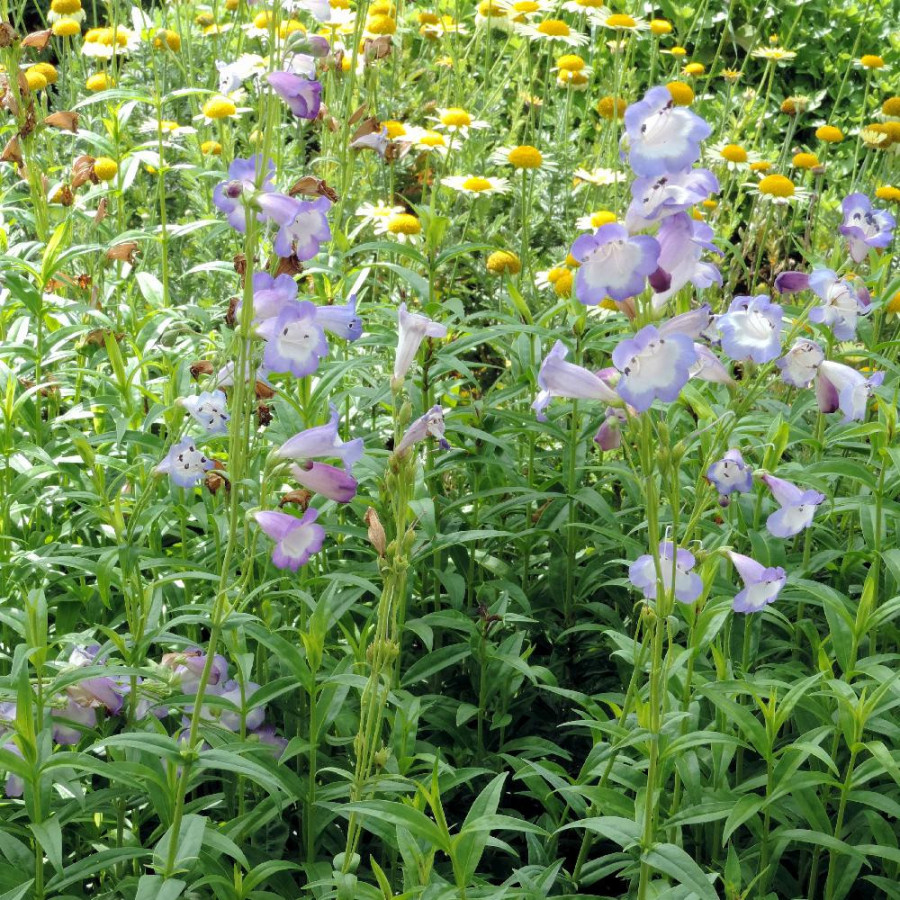 Plantes Vivaces PENSTEMON 'Alice Hindley' - Galane en vente - Pépinière Lepage .