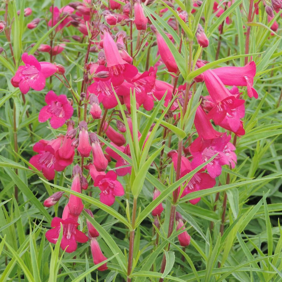 Plantes Vivaces PENSTEMON 'Andenken an Friedrich Hahn' - Galane en vente - Pépinière Lepage .