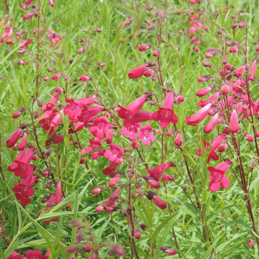 Plantes Vivaces PENSTEMON 'Andenken an Friedrich Hahn' - Galane en vente - Pépinière Lepage .