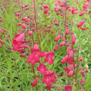 Plantes Vivaces PENSTEMON 'Andenken an Friedrich Hahn' - Galane en vente - Pépinière Lepage .