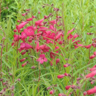 Plantes Vivaces PENSTEMON 'Andenken an Friedrich Hahn' - Galane en vente - Pépinière Lepage .