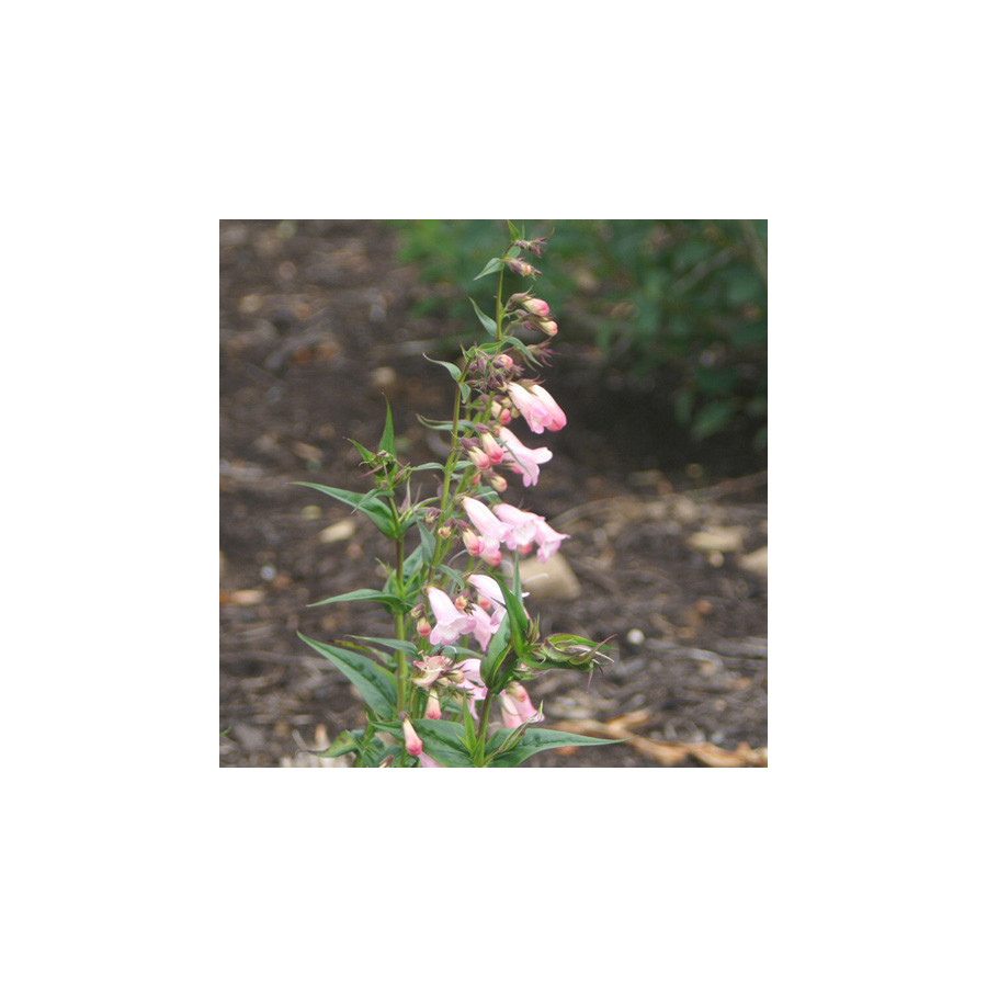 Plantes Vivaces PENSTEMON 'Apple Blossom' - Galane en vente - Pépinière Lepage .