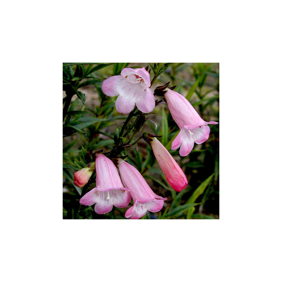 Plantes Vivaces PENSTEMON 'Apple Blossom' - Galane en vente - Pépinière Lepage .