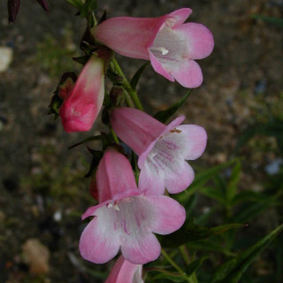 Plantes Vivaces PENSTEMON 'Apple Blossom' - Galane en vente - Pépinière Lepage .