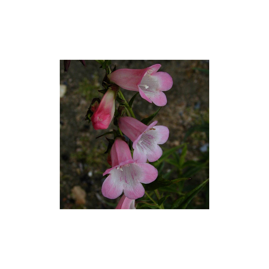 Plantes Vivaces PENSTEMON 'Apple Blossom' - Galane en vente - Pépinière Lepage .