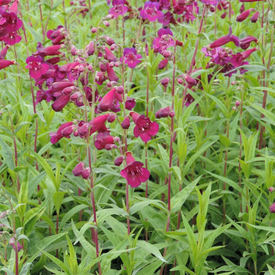 Plantes Vivaces PENSTEMON 'Blackbird' - Galane en vente - Pépinière Lepage .