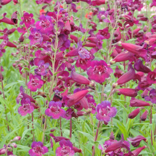 Plantes Vivaces PENSTEMON 'Blackbird' - Galane en vente - Pépinière Lepage .