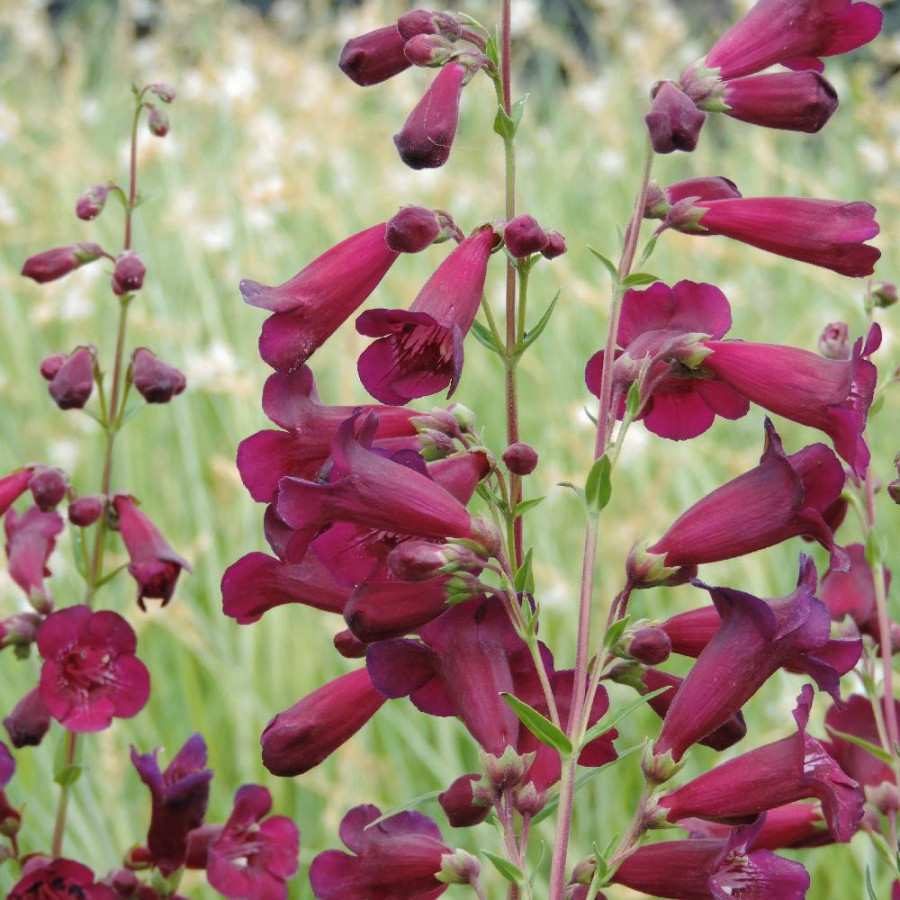 Plantes Vivaces PENSTEMON 'Blackbird' - Galane en vente - Pépinière Lepage .