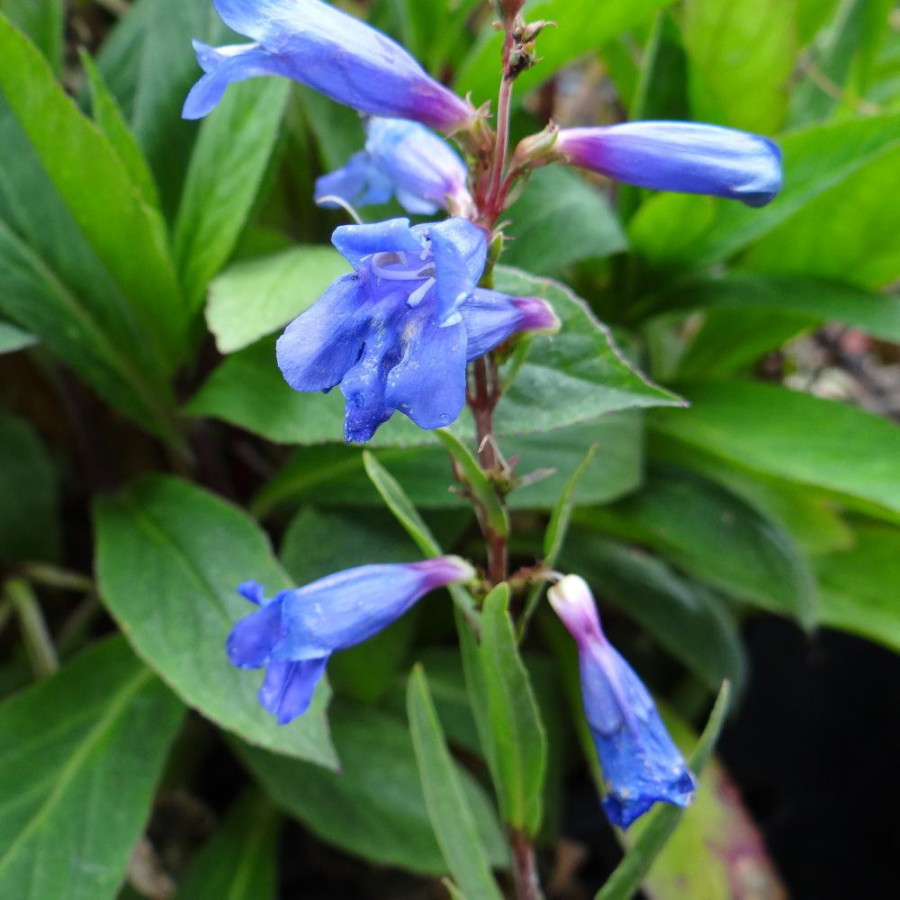 Plantes Vivaces PENSTEMON 'Blue Spring' - Galane en vente - Pépinière Lepage .