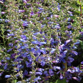 Plantes Vivaces PENSTEMON 'Blue Spring' - Galane en vente - Pépinière Lepage .