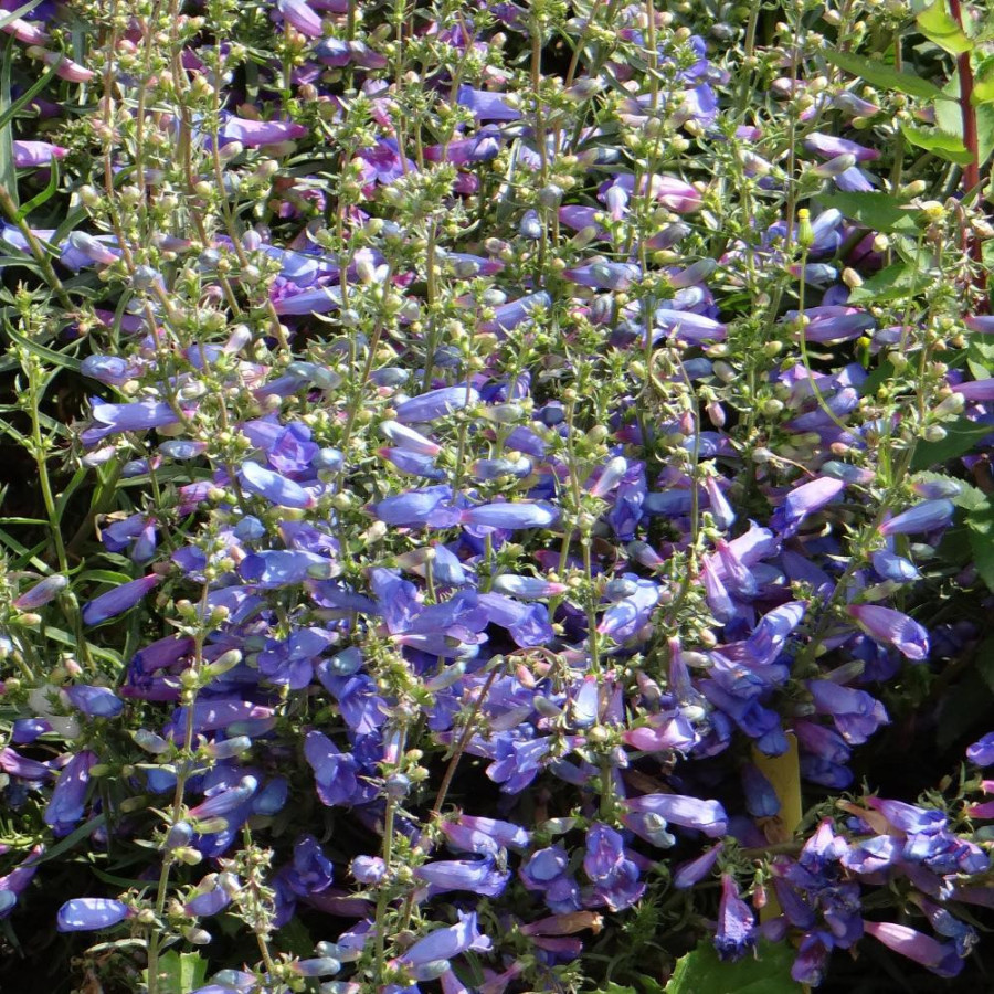 Plantes Vivaces PENSTEMON 'Blue Spring' - Galane en vente - Pépinière Lepage .