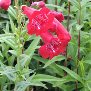 plantes-vivaces-penstemon-chester-scarlet-galane-en-vente-pepiniere-lepage-