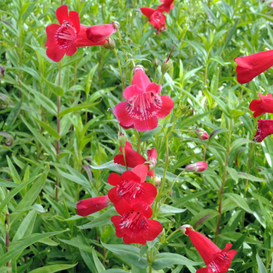 Plantes Vivaces PENSTEMON 'Chester Scarlet' - Galane en vente - Pépinière Lepage .