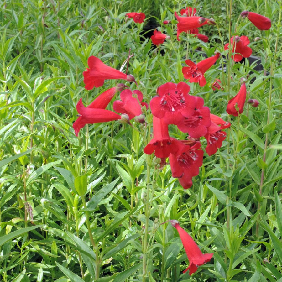 Plantes Vivaces PENSTEMON 'Chester Scarlet' - Galane en vente - Pépinière Lepage .