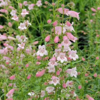 plantes-vivaces-penstemon-evelyn-galane-en-vente-pepiniere-lepage-