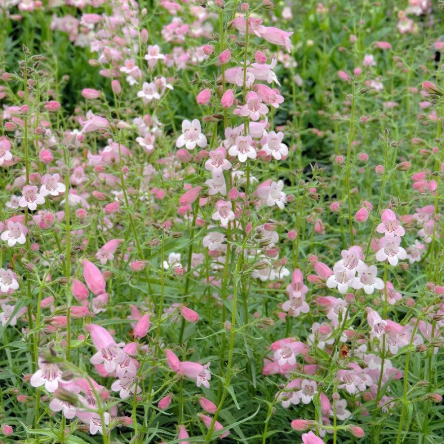 Plantes Vivaces PENSTEMON 'Evelyn' - Galane en vente - Pépinière Lepage .