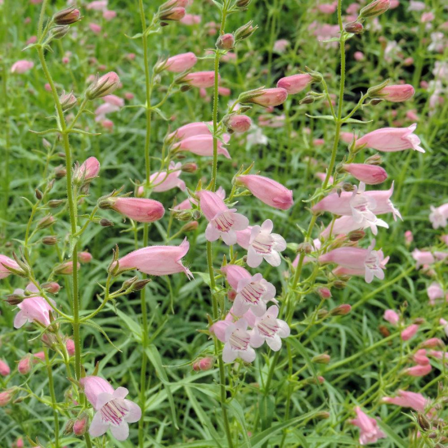 Plantes Vivaces PENSTEMON 'Evelyn' - Galane en vente - Pépinière Lepage .
