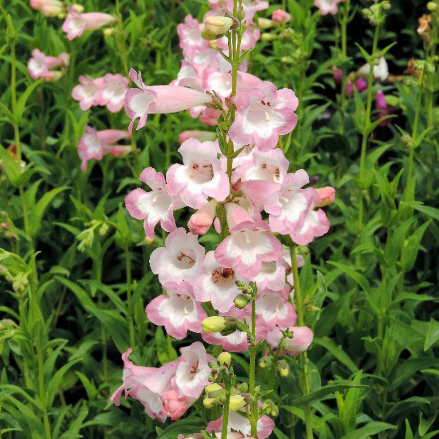 Plantes Vivaces PENSTEMON 'Fujiyama' - Galane en vente - Pépinière Lepage .