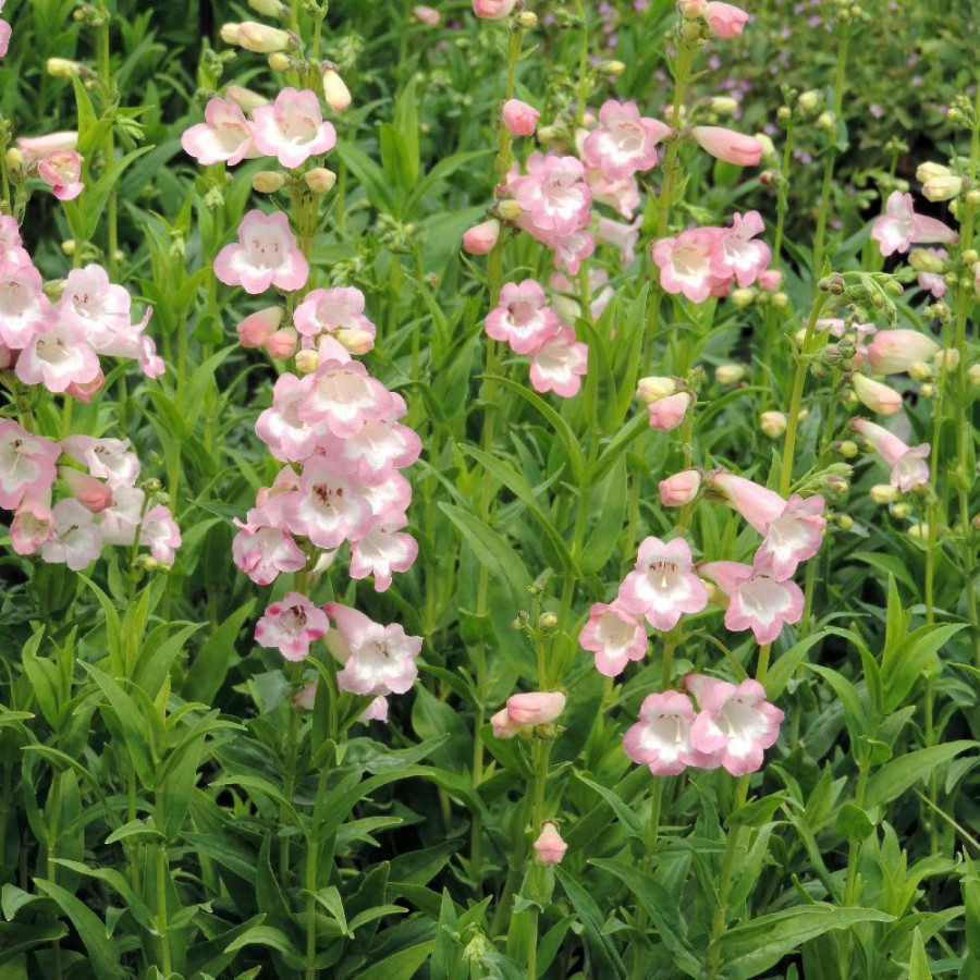 Plantes Vivaces PENSTEMON 'Fujiyama' - Galane en vente - Pépinière Lepage .
