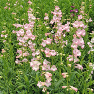 Plantes Vivaces PENSTEMON 'Fujiyama' - Galane en vente - Pépinière Lepage .