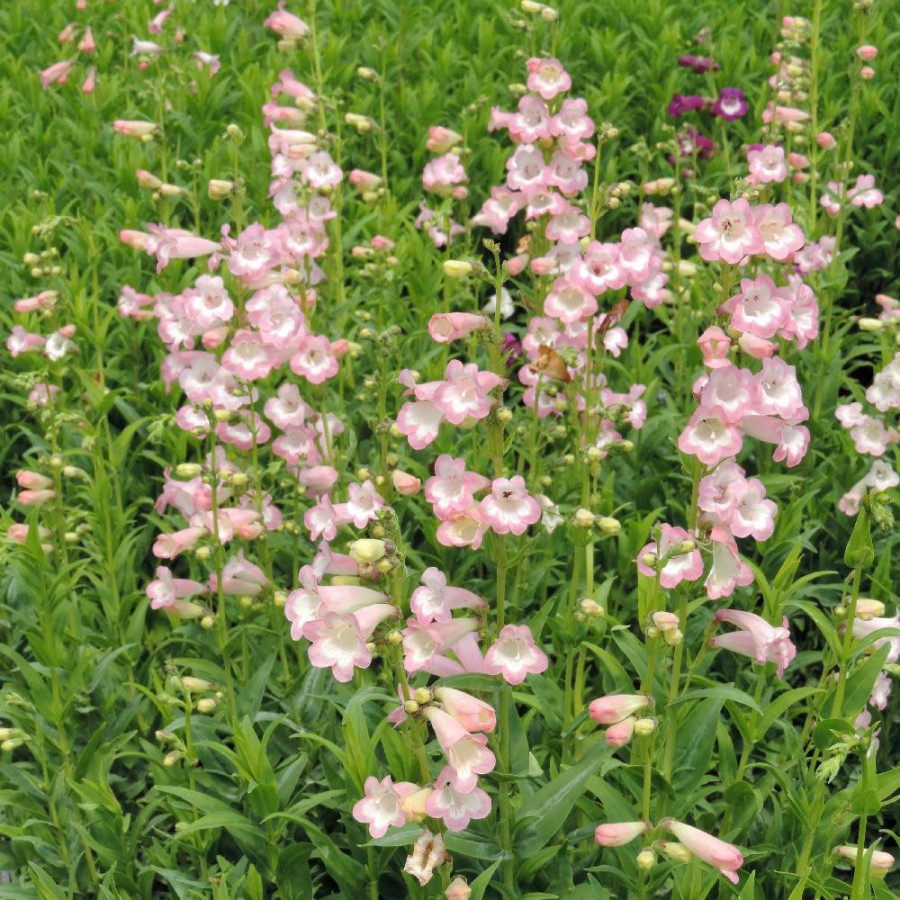 Plantes Vivaces PENSTEMON 'Fujiyama' - Galane en vente - Pépinière Lepage .