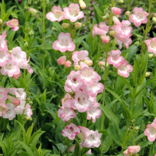Plantes Vivaces PENSTEMON 'Fujiyama' - Galane en vente - Pépinière Lepage .