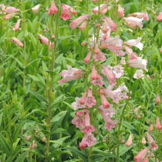 plantes-vivaces-penstemon-hewell-pink-bedder-galane-en-vente-pepiniere-lepage-