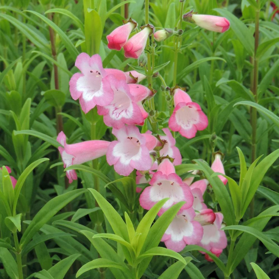 Plantes Vivaces PENSTEMON 'Kilimanjaro' - Galane en vente - Pépinière Lepage .