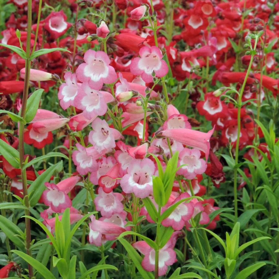 Plantes Vivaces PENSTEMON 'Kilimanjaro' - Galane en vente - Pépinière Lepage .