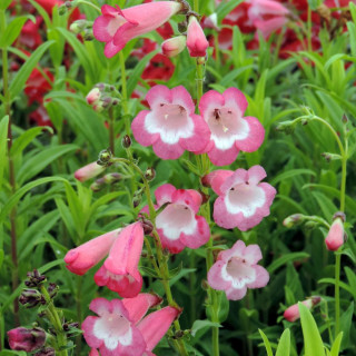 Plantes Vivaces PENSTEMON 'Kilimanjaro' - Galane en vente - Pépinière Lepage .