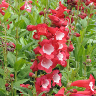 plantes-vivaces-penstemon-le-phare-galane-en-vente-pepiniere-lepage-
