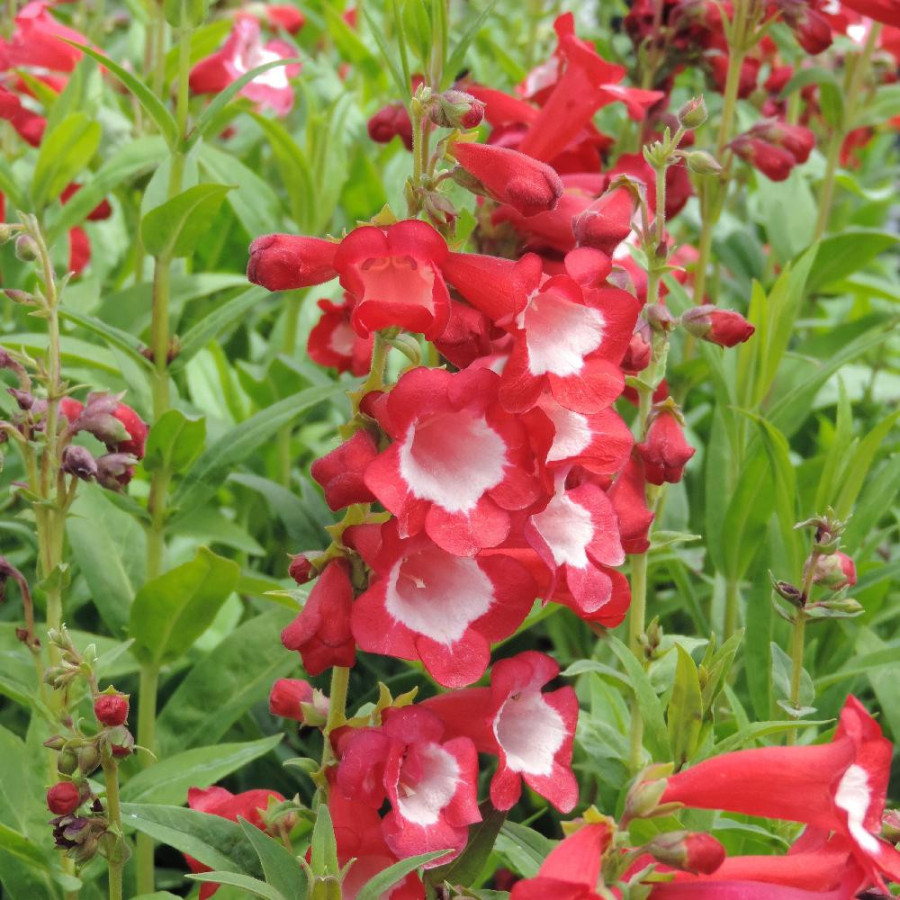 Plantes Vivaces PENSTEMON 'Le Phare' - Galane en vente - Pépinière Lepage .