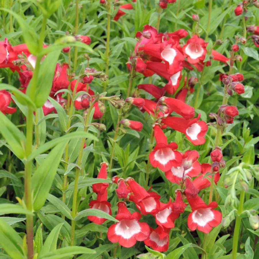 Plantes Vivaces PENSTEMON 'Le Phare' - Galane en vente - Pépinière Lepage .