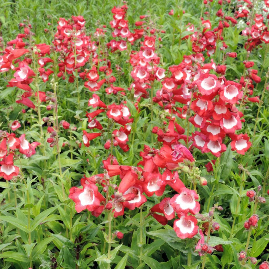 Plantes Vivaces PENSTEMON 'Le Phare' - Galane en vente - Pépinière Lepage .