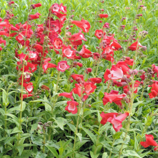 Plantes Vivaces PENSTEMON 'Le Phare' - Galane en vente - Pépinière Lepage .