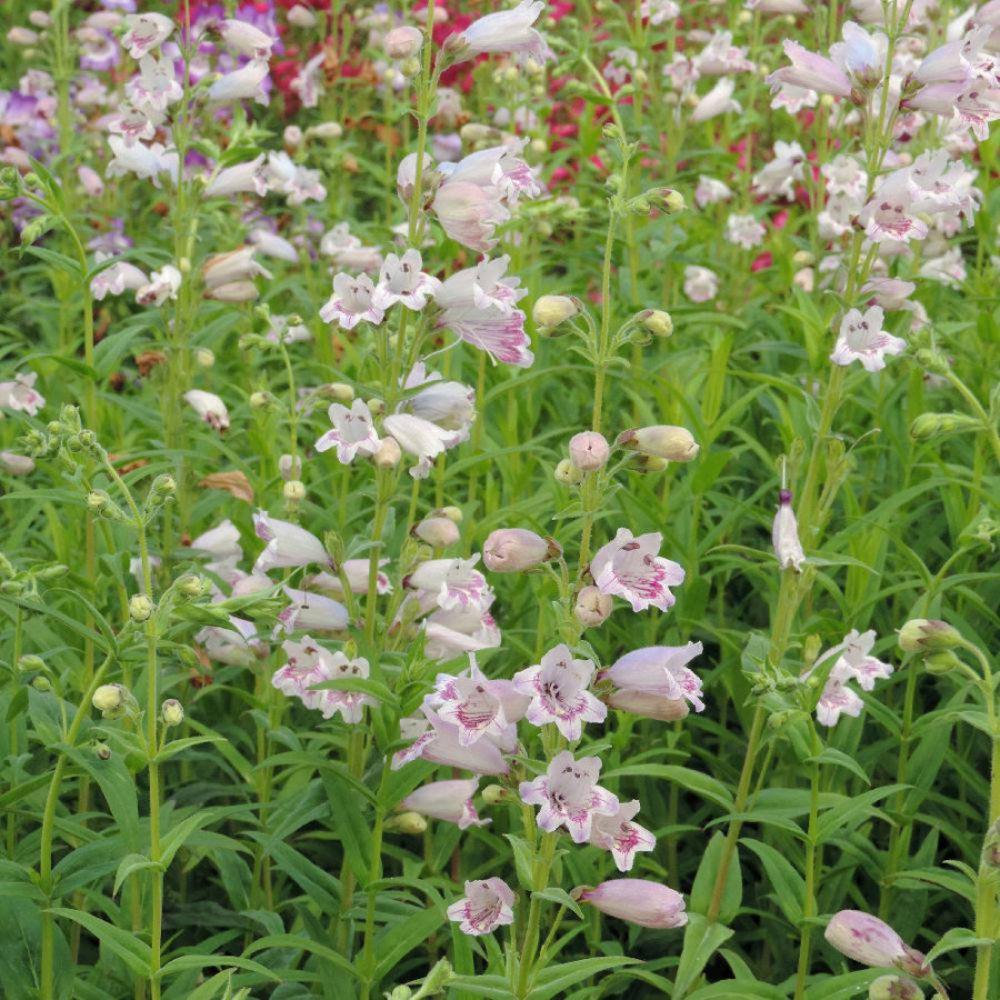 Plantes Vivaces PENSTEMON 'Mother of Pearl' - Galane en vente - Pépinière Lepage .