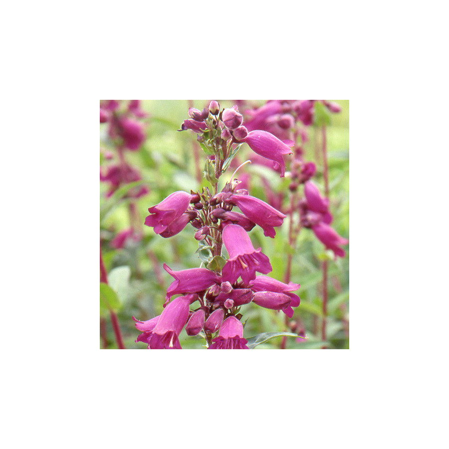 Plantes Vivaces PENSTEMON 'Pen Purple' - Galane en vente - Pépinière Lepage .