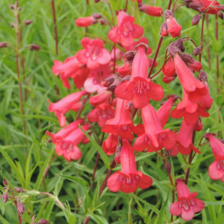 plantes-vivaces-penstemon-pennington-gem-galane-en-vente-pepiniere-lepage-