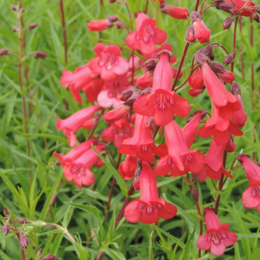 Plantes Vivaces PENSTEMON 'Pennington Gem' - Galane en vente - Pépinière Lepage .