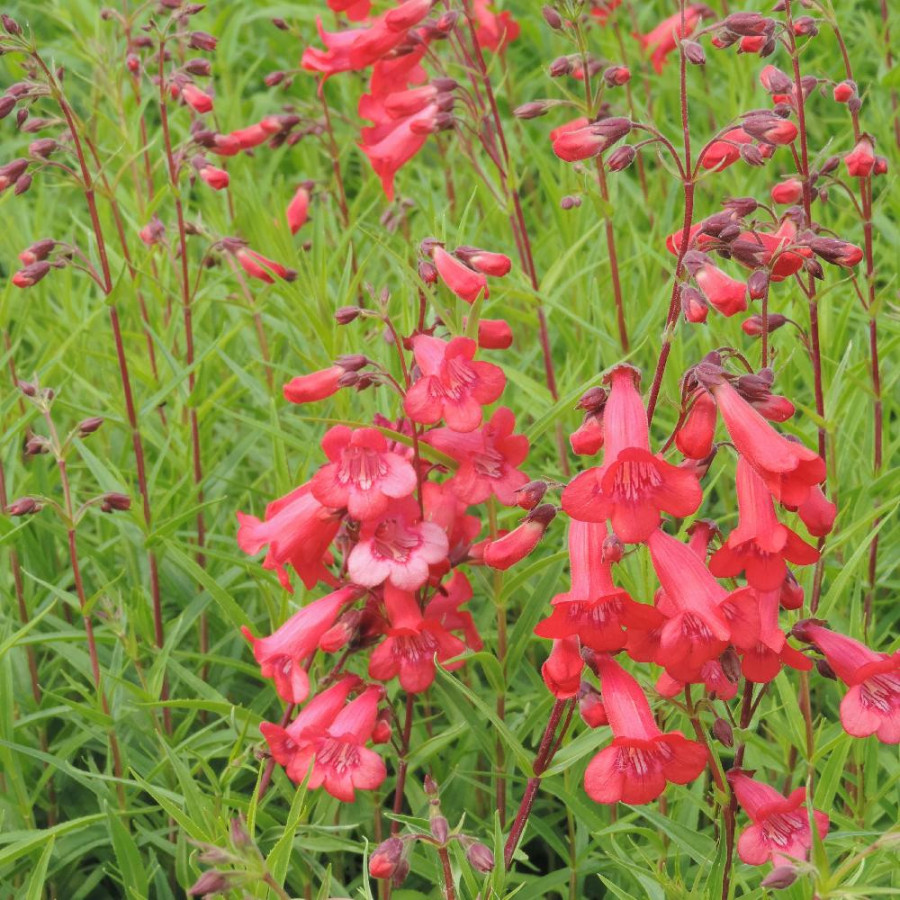 Plantes Vivaces PENSTEMON 'Pennington Gem' - Galane en vente - Pépinière Lepage .