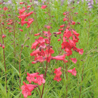 Plantes Vivaces PENSTEMON 'Pennington Gem' - Galane en vente - Pépinière Lepage .