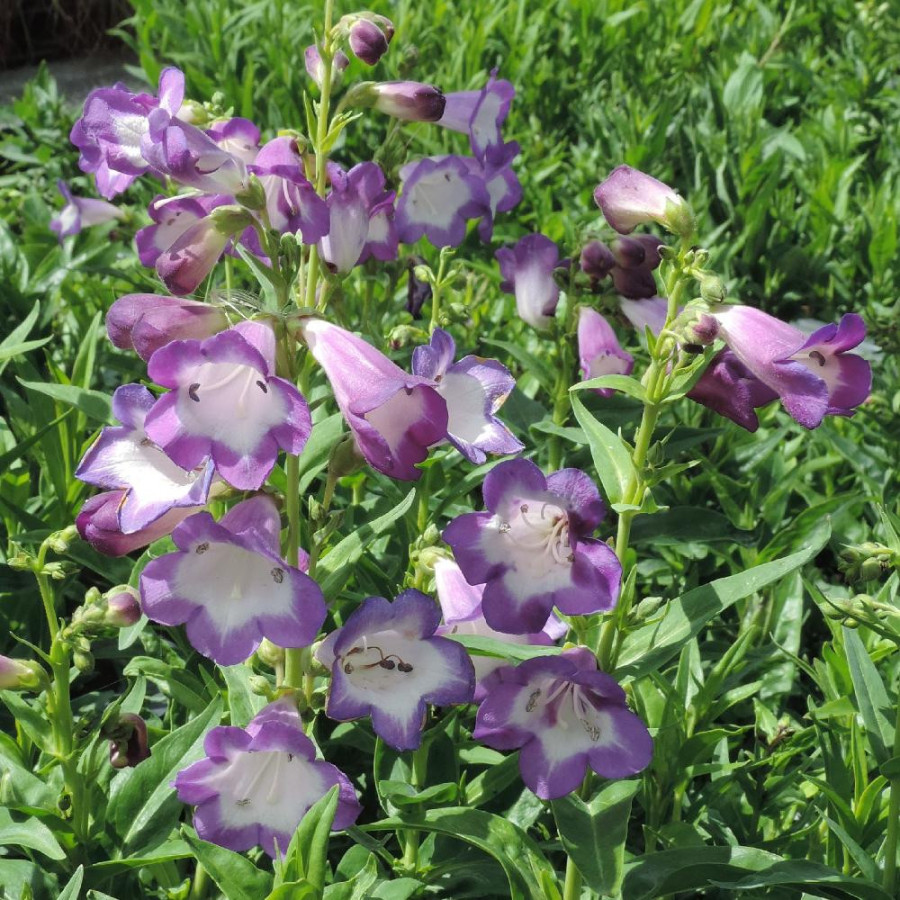 Plantes Vivaces PENSTEMON 'Pensham Czar' - Galane en vente - Pépinière Lepage .