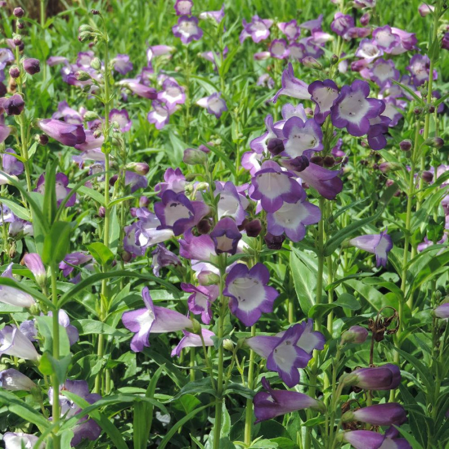 Plantes Vivaces PENSTEMON 'Pensham Czar' - Galane en vente - Pépinière Lepage .