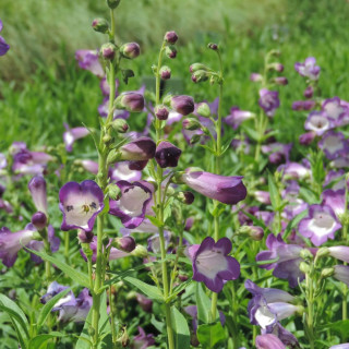 Plantes Vivaces PENSTEMON 'Pensham Czar' - Galane en vente - Pépinière Lepage .