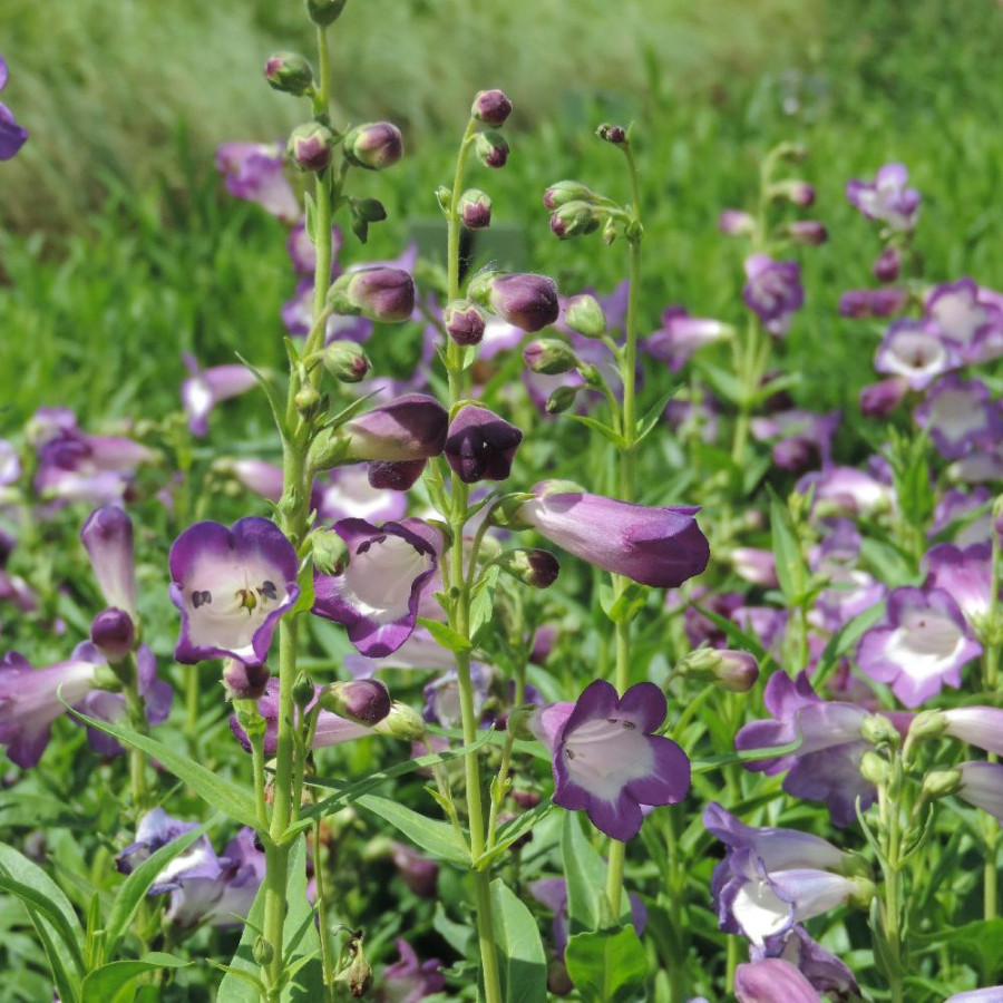 Plantes Vivaces PENSTEMON 'Pensham Czar' - Galane en vente - Pépinière Lepage .