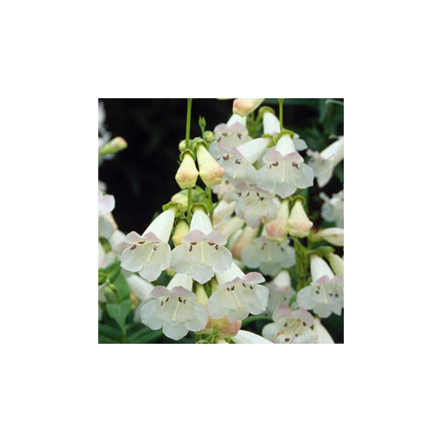 Plantes Vivaces PENSTEMON 'Pensham Wedding Day' - Galane en vente - Pépinière Lepage .