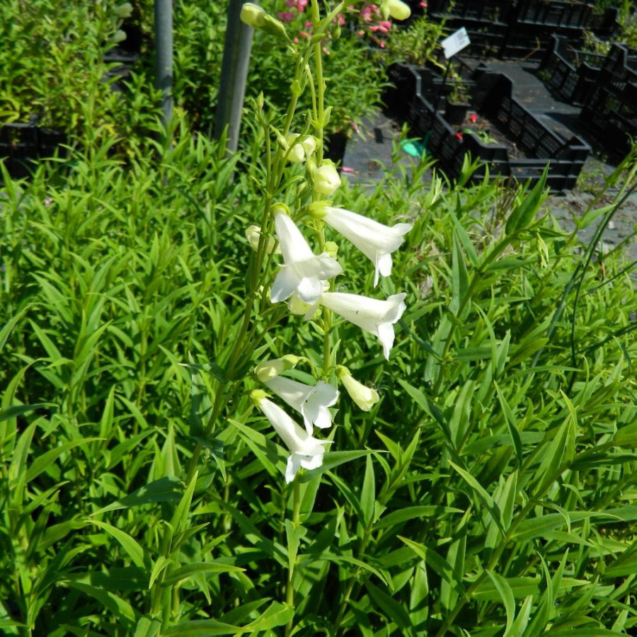 Plantes Vivaces PENSTEMON 'Pensham Wedding Day' - Galane en vente - Pépinière Lepage .