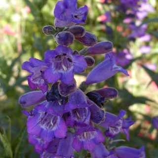 plantes-vivaces-penstemon-russian-river-galane-en-vente-pepiniere-lepage-
