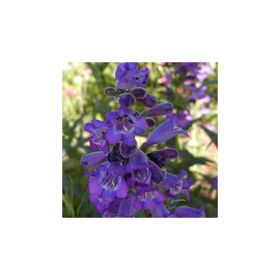 Plantes Vivaces PENSTEMON 'Russian River' - Galane en vente - Pépinière Lepage .